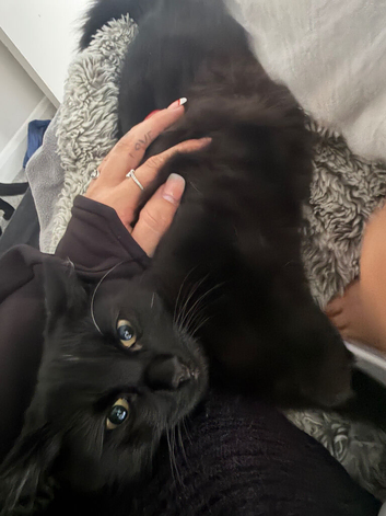Cat only 6 months old beautiful girl