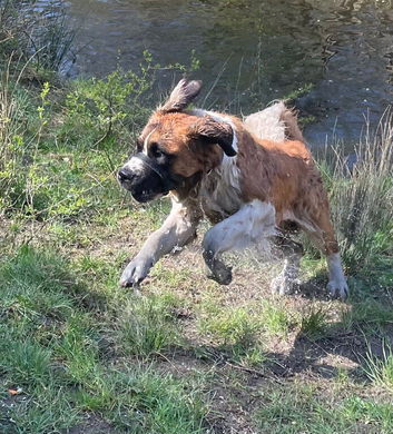 2yrs female kc registered
