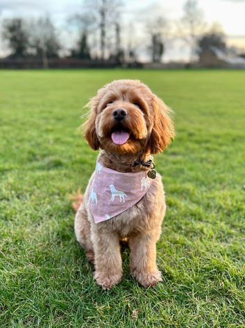 Waiting List - Small Mini Goldendoodle Pups due 3 Nov