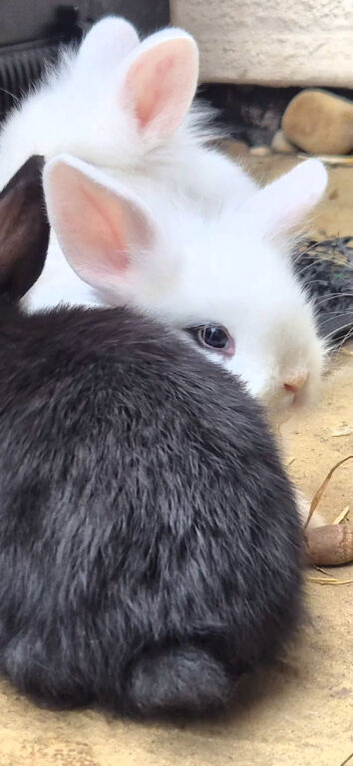 Last girl bunny