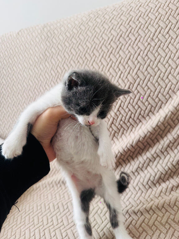 Kittens for sale fully litter trained