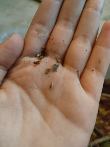 Baby milk back isopods for sale 50p each
