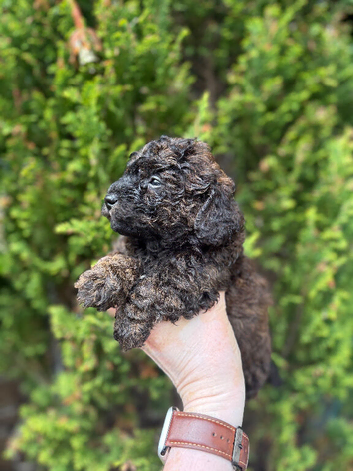 Cavapoochon puppies 5 * Council reg&rsquo;d