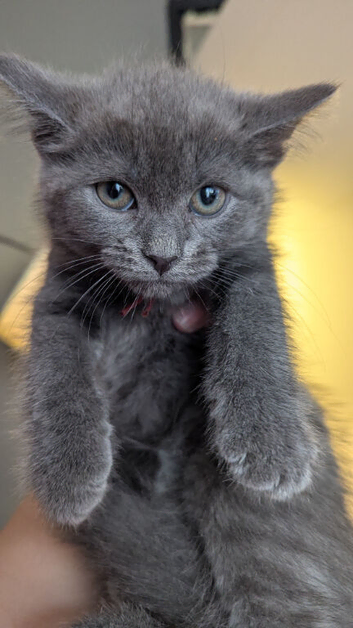 5 British grey and Black shorthair kiitens