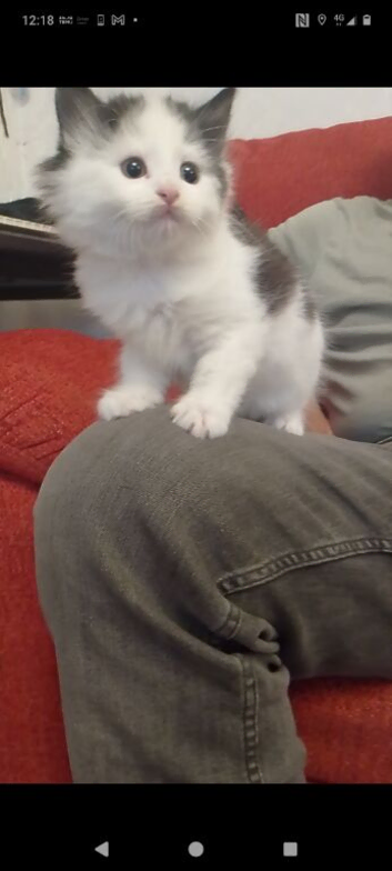 Cute litter