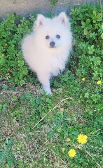 Beautiful White Female Pomeranian Puppy Looking for Her Forever Home