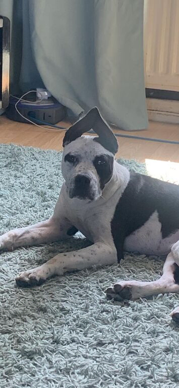 American bully x staffy
