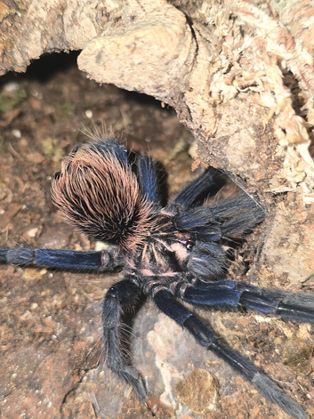 Xenesthis sp Blue Juvenile female tarantula