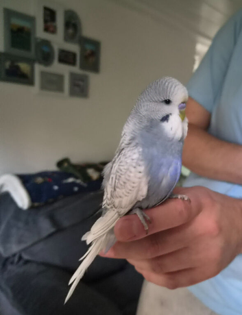 Baby budgies