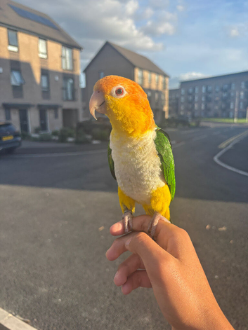 Beutiful supertame caique male