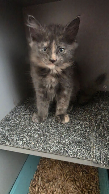 3 female kittens