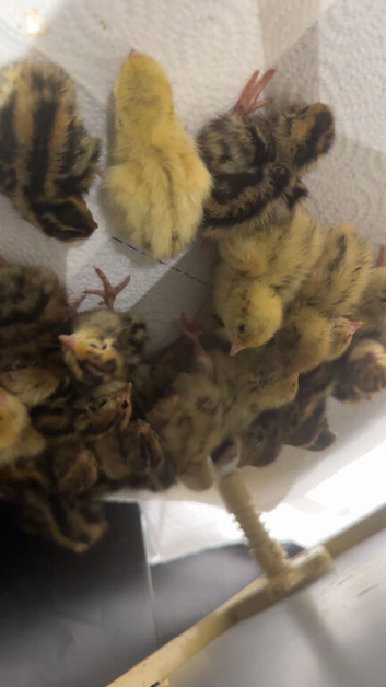 Baby quails for sale