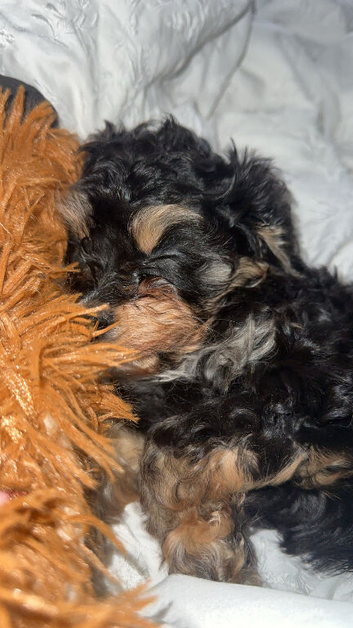 Male cavapoo pup