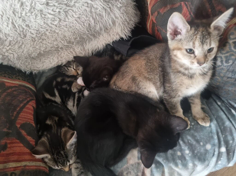 Kittens needing a loving home