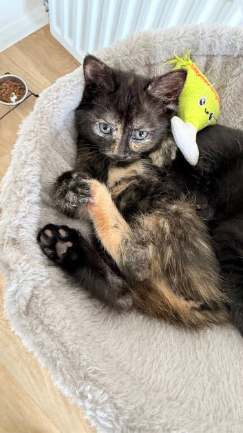 Mixed ragdoll kittens