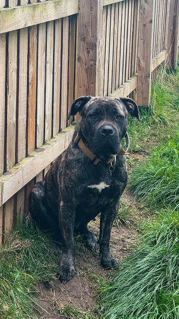 1 year old female mastiff