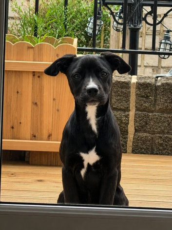 Staffy x Frenchie x Collie