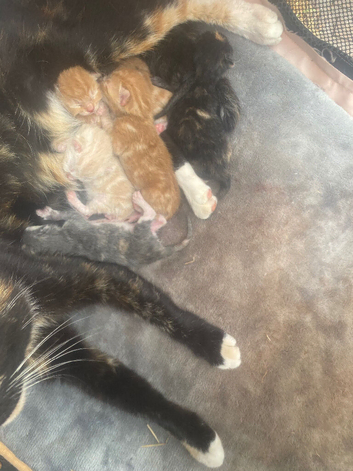 Mum and 7 kittens