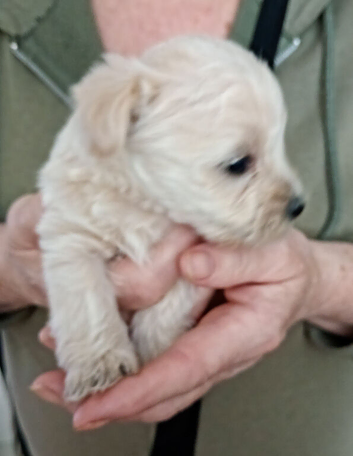 Westiepoopuppies