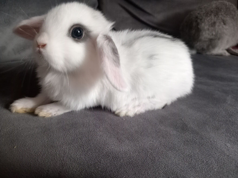 5 girls 8wks old