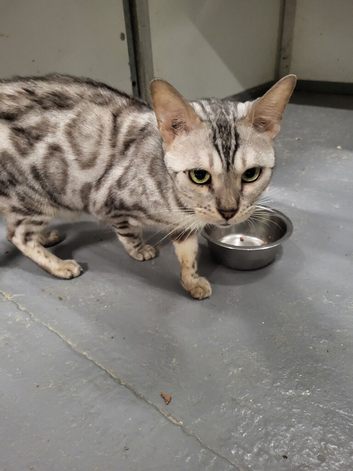 Silver bengal