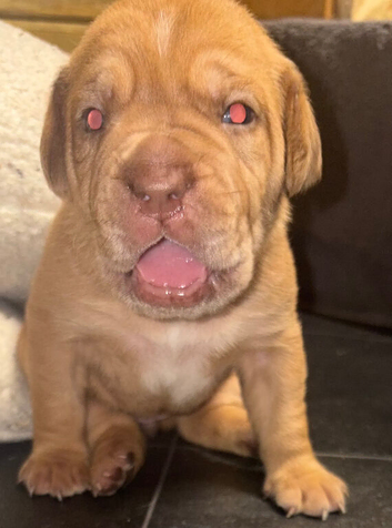 Mastiff hybrid/banddog
