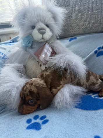 Chocolate merl Dauchshund