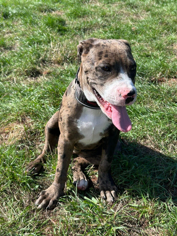 Rottweiler cross English bulldog Staffie