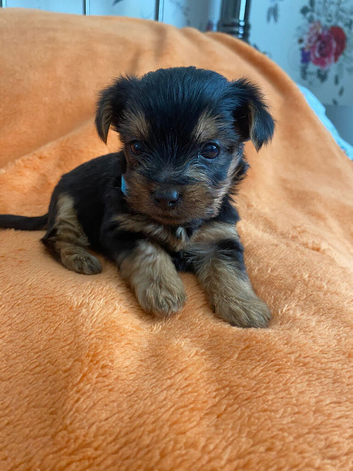 1 Stunning Miniature yorkshire terrier puppy