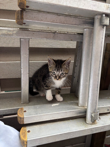 4 kittens ready to go!!