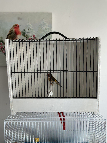 Goldfinch
