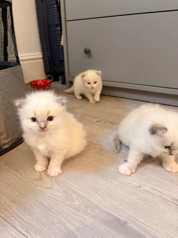 Beautiful fluffy ragdolls