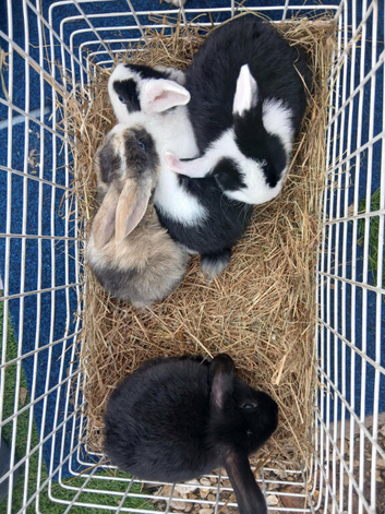 Male young mini lops
