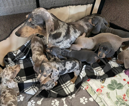Dachshund puppies only one boy left