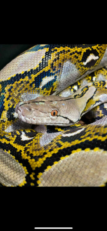 Dwarf retic female