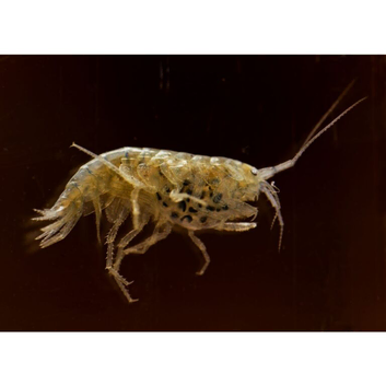 Cheap River Shrimp / Scuds as Cleanup Crew for Substrate or Live Food