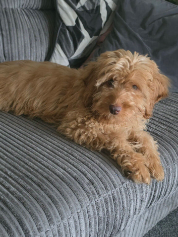 Male Cockapoo