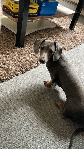 2 year old dog for sale