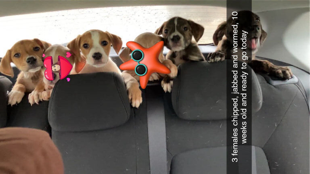 American Bulldog x Staffy pups