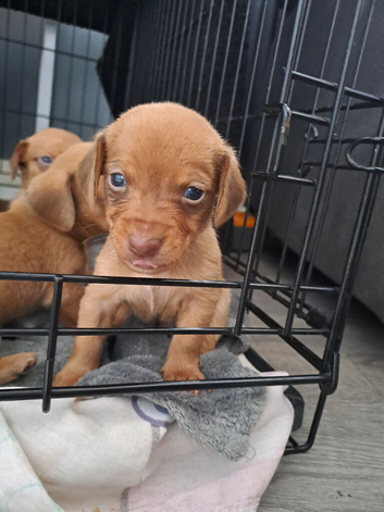 Dachshund x