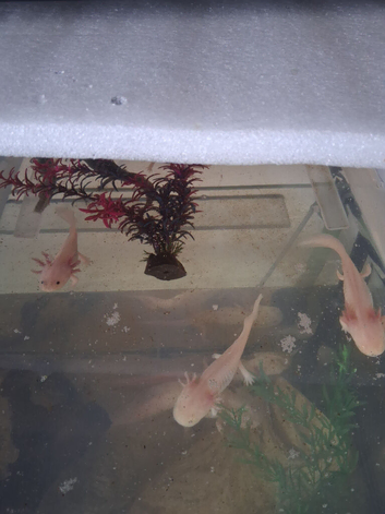 Juvie Axolotls Asstd Colours - Pls read for prices