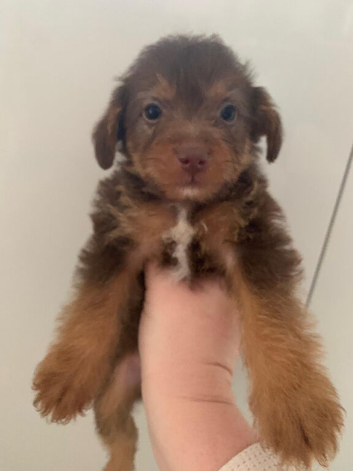 Beautiful Toy Jackapoo Puppies need to be re homed by the 24th