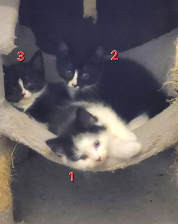 4  female kittens for sale