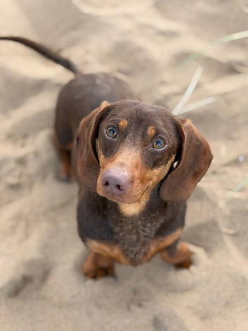 miniature dachshund for stud