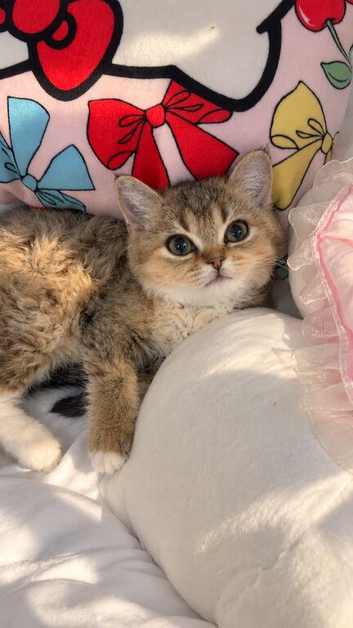 British shorthair Chinchilla kitten!