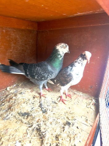 Iranian higher fly Pigeon for sale in Sheffield