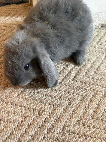 LAST ONE mini lop cross for sale READY NOW
