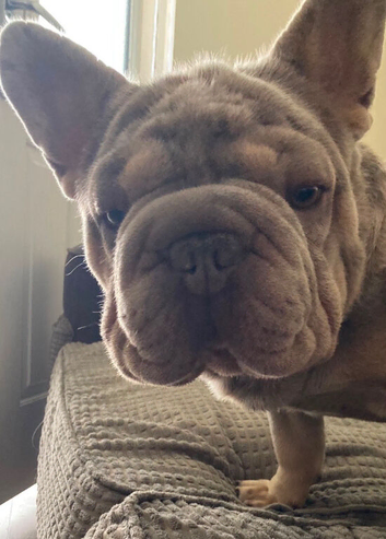 Big Rope Frenchie