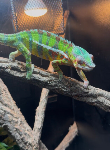 Blue bar panther chameleon