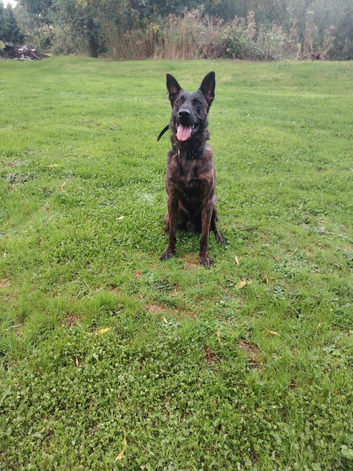 Belgian Malinois x Dutch herder puppies